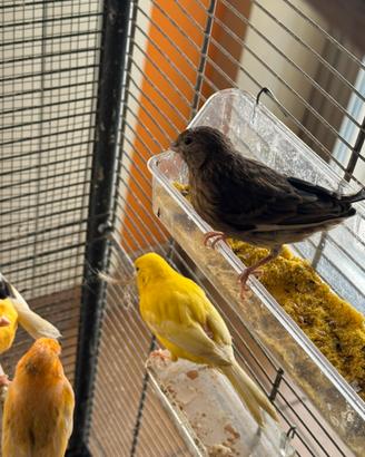 Canarini Novelli di diverse colorazioni