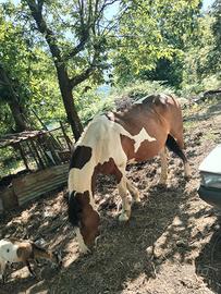 Cavalla