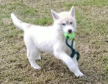 Siberian husky cuccioli con pedigree Enci