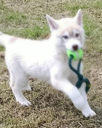 Siberian husky cuccioli con pedigree Enci