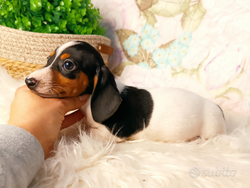 Bassotto tedesco piebald