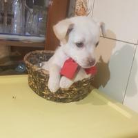 Cucciolo di taglia piccola bianco e nero