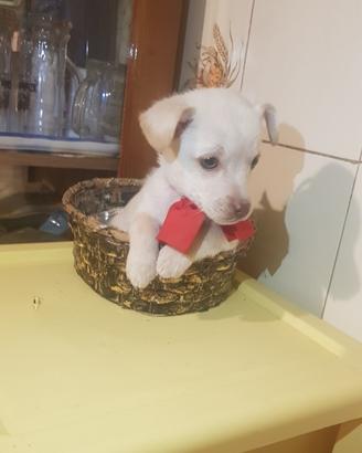 Cucciolo di taglia piccola bianco e nero