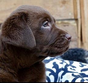 Cuccioli Labrador con Pedigree