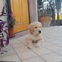 Cucciole di golden pedigree enci