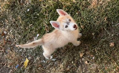 Siberian Husky con pedigree enci