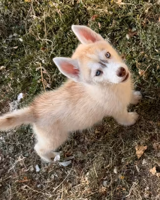 Siberian Husky con pedigree enci