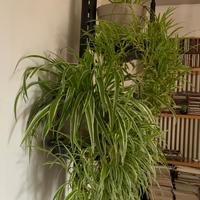 Falangio o nastrino pianta interno esterno