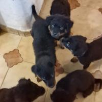 Cuccioli di Rottwiller