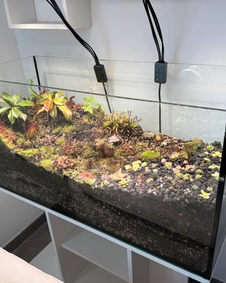 Terrari Piante carnivore