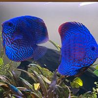 Discus