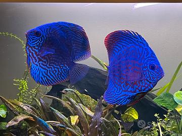 Discus