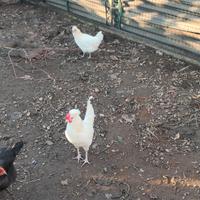 Incrocio padovana/livornese gallo gallina 9 mesi
