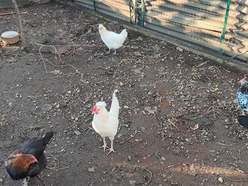 Incrocio padovana/livornese gallo gallina 9 mesi
