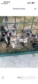 Cuccioli Bulldog Francese