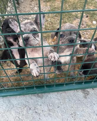 Cuccioli Bulldog Francese