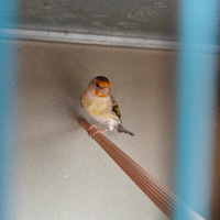 Ibrido incardellato femmina