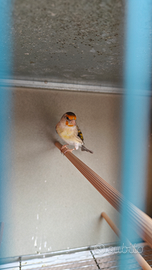 Ibrido incardellato femmina