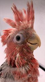 Pappagallo cacatua roseicapilla - allevato a mano