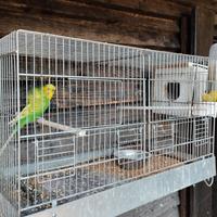 Coppia cocoriti con gabbia