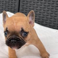 Cuccioli di bulldog francese