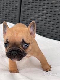 Cuccioli di bulldog francese