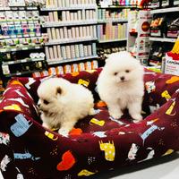 Spitz di Pomerania MINI