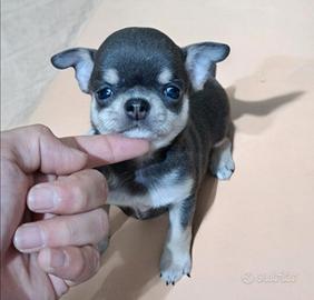 Chihuahua BLU da compagnia a recupero spese