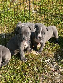 Amstaff blu occhi blu pedigree ENCI