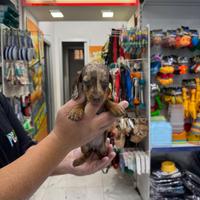 Bassotti kiocomerl keninchen