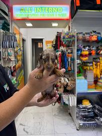 Bassotti kiocomerl keninchen