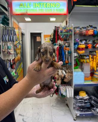 Bassotti kiocomerl keninchen