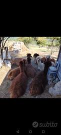  alpaca