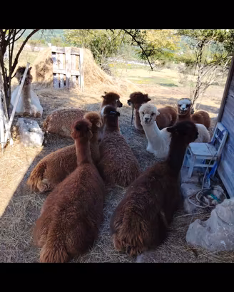  alpaca