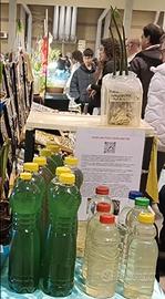 Phytoplancton, zooplancton e mangrovie questo week