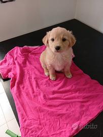 Holly Libano Ciccio e Ornella cuccioli