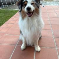 TANGO.Pastore Australiano