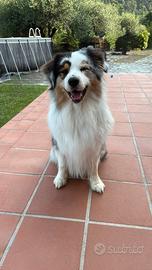 TANGO.Pastore Australiano