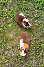 Porcellini d'india Teddy