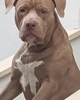 Pitbull