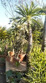 Pachypodium lamerei