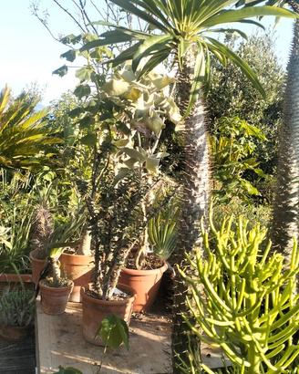 Pachypodium lamerei