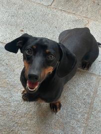 Adorabile bassotto da monta