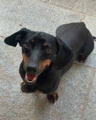Adorabile bassotto da monta