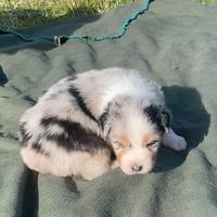 Pastore Australiano Australian Shepherd Femmina