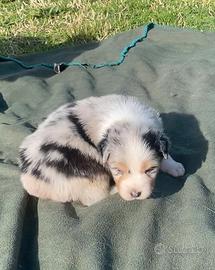 Pastore Australiano Australian Shepherd Femmina