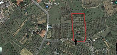 Terreno con uliveta e annesso agricolo