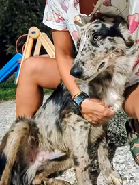 Cucciolo di Pastore del Lagorai - 6 mesi