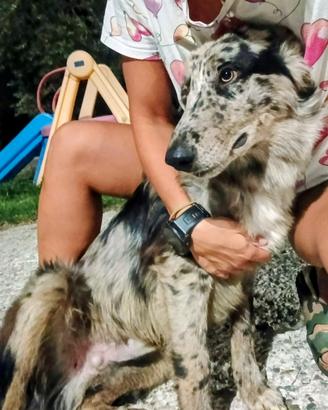 Cucciolo di Pastore del Lagorai - 6 mesi
