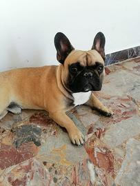 Bulldog francese